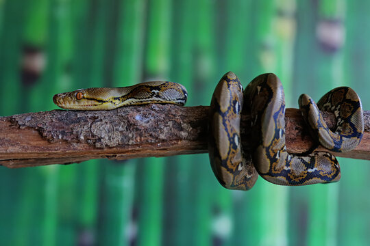 A python is wrapped around weathered wood.
