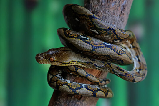 A python is wrapped around weathered wood.
