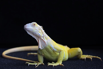 A yellow iguana (Iguana iguana) with an elegant pose.