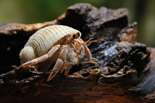 A hermit crab (Paguroidea sp) are walking slowly.