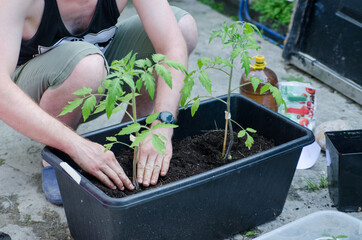 Farmer planting young seedlings of tomato plant in the vegetable garden