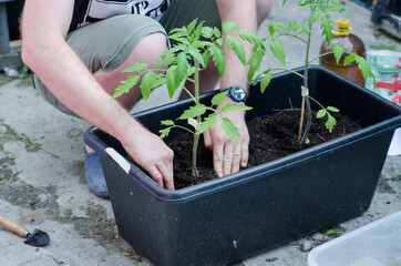 Farmer planting young seedlings of tomato plant in the vegetable garden