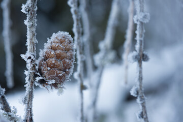 delle splendide formazioni di cristalli di ghiaccio su particolari pigne di abete in inverno...