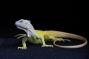 A yellow iguana (Iguana iguana) with an elegant pose.