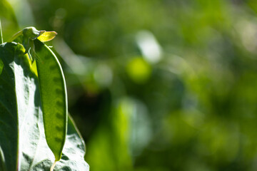 Green peas
