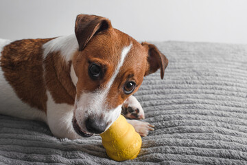 Dog Jack Russell Terrier plays with yellow kong. Copy space
