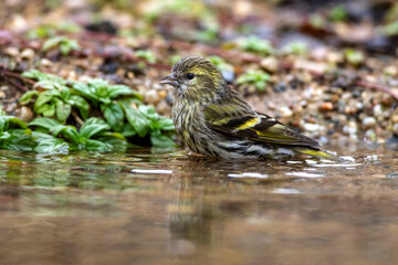 Zeisig (Carduelis spinus) Weibchen