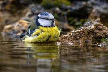 Blaumeise (Parus caeruleus)