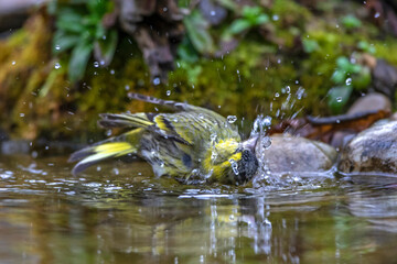 Zeisig (Carduelis spinus) Männchen
