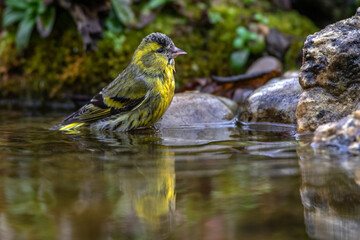 Zeisig (Carduelis spinus) Männchen