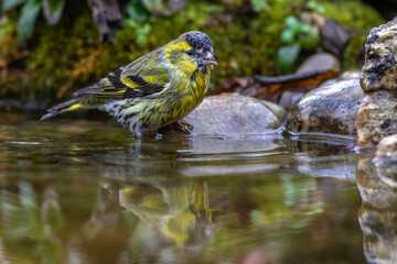 Zeisig (Carduelis spinus) Männchen
