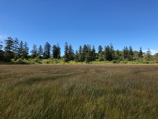 forest in the mountains