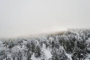 snow-covered winter coniferous forest, with completely snow-covered Christmas trees in Taganay national Park