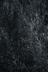 dark tree leaves for background