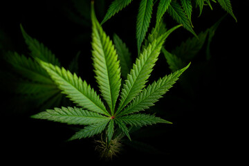 cannabis leaf on black background