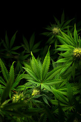 cannabis flowers and leaves on black background