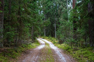 pine forest on a clear day