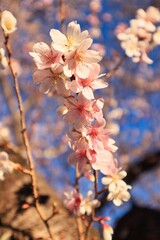 小春日和に咲く、満開の四季桜