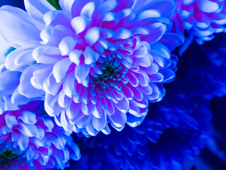 Chrysanthemum flowers in close-up, soft pink color are reflected on a smooth blue surface.