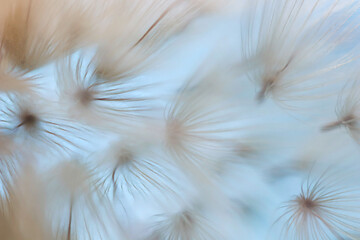 Abstract background of dandelion seeds in delicate shades. Small depth of field. Close-up macro image of dandelion seed heads, showing the beautiful delicate lace patterns of the plant. Soft focus
