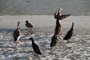 ducks and geese walk on a frozen lake