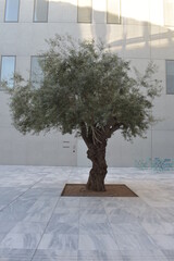 The Olive Tree at Stavros Niarchos Park