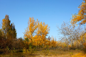 Fototapeta premium forest, nature, landscape, green, summer, outdoors, sky, tree, blue, grass, trees, park, beautiful, pine, background, travel, evening, sun, environment, green plant, natural, season, snow, blue, park