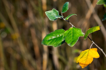 
autumn, tree, nature, branch, leaf, leaves, sky, red, ginger, blue, foliage, orange, season, color, plant, green, bright, sun, flower, beauty, spring, summer, water, reflection, sky , clouds, beautif