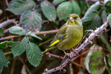 Grünfink (Carduelis chloris) Männchen