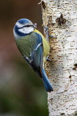 Naklejka premium Blaumeise (Cyanistes caeruleus)