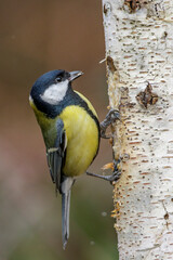 Kohlmeise (parus major)