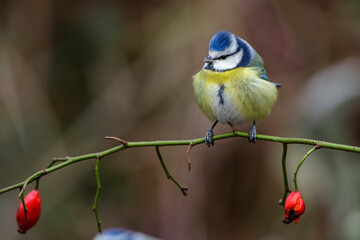 Blaumeise (Cyanistes caeruleus)