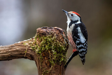 Mittelspecht (Leiopicus medius)