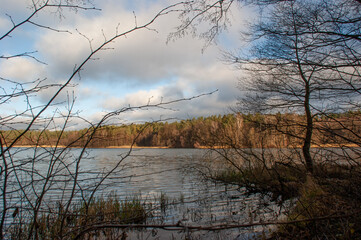 A December morning in a deciduous forest in Poland