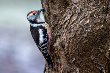Mittelspecht (Leiopicus medius)