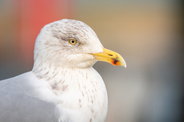 close up of a seagull