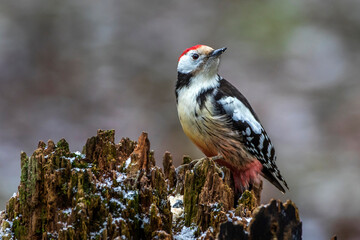 Mittelspecht (Leiopicus medius)