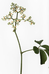 ヤブガラシ Cayratia japonica