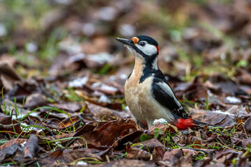 Buntspecht (Dendrocopos major) Männchen
