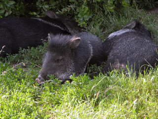 wild boar in the woods