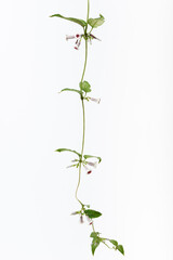 ヘクソカズラ Skunk vine