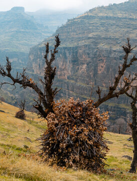 Iraqi Kurdistan Kharand Rwanduz Trees Wood