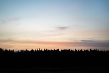 Naklejka na ściany i meble silhouette of pine tree forest with dramatic dawn sky in background.