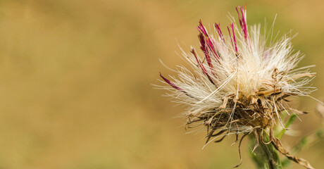 Verblühte Distel, Cirsium vulgare.  Hintergrund