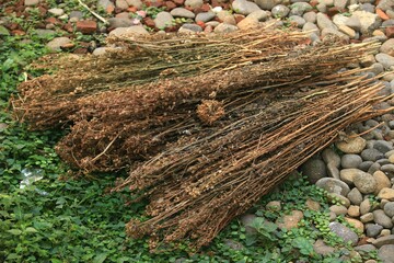 This is a photo of a bouquet of dried flowers for weddings and gifts.