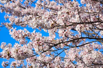 満開に咲き誇る春の桜、卒業、入学