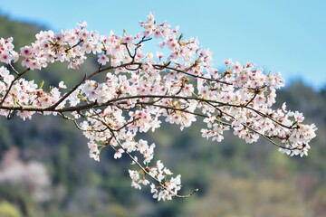 満開に咲き誇る春の桜、卒業、入学