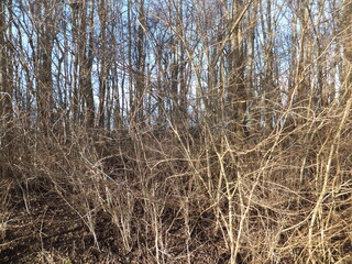 Fototapeta premium Tudor Schleurholts