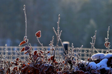 Frostige Morgenstimmung mit Raureif