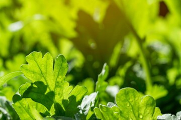 fresh green lettuce salad closeup